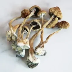 A+ Magic Mushrooms