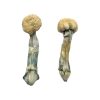 Albino Treasure Coast Magic Mushrooms