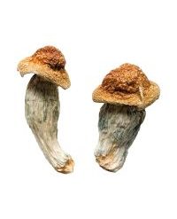 Buy Melmac Magic Mushrooms Online
