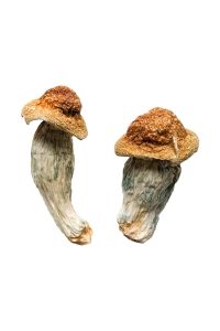 Buy Melmac Magic Mushrooms Online