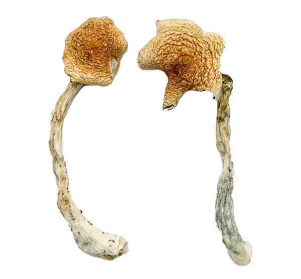 Costa Rican Blue Magic Mushrooms