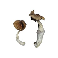 Koh Samui Magic Mushrooms