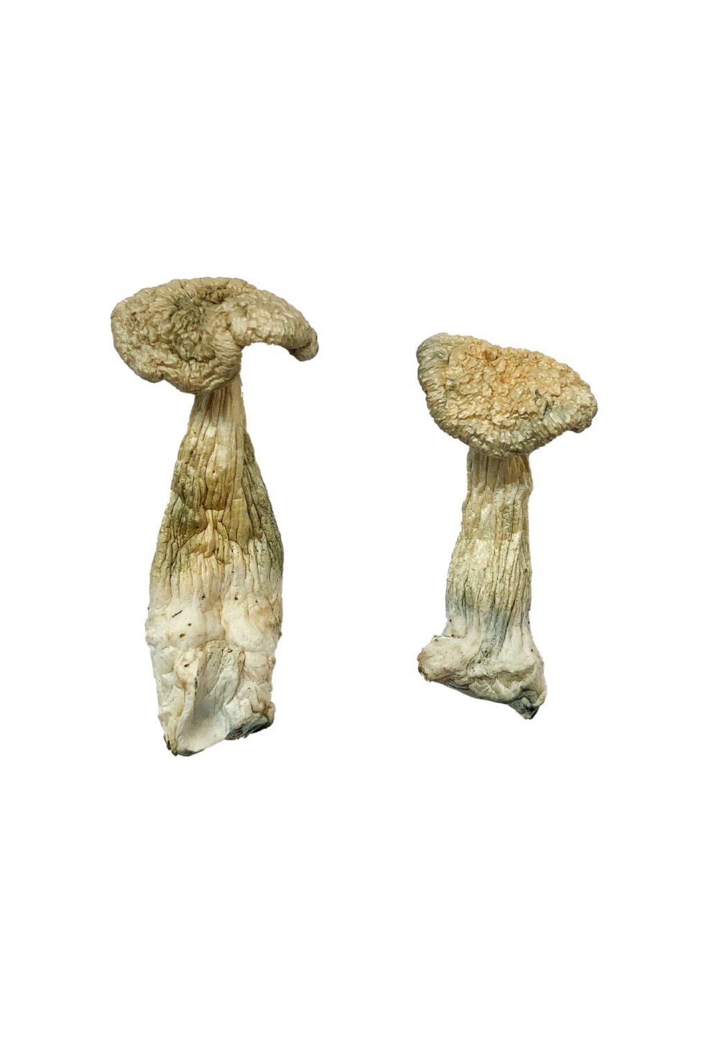 Leucistic Burma Magic Mushrooms