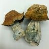 Makilla Gorilla Magic Mushrooms
