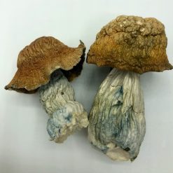 Makilla Gorilla Magic Mushrooms
