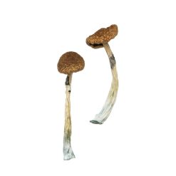 Puerto Rican Magic Mushrooms