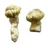 shakti (Albino Malabar) Magic Mushrooms