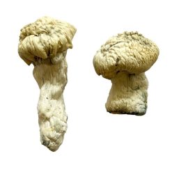 shakti (Albino Malabar) Magic Mushrooms