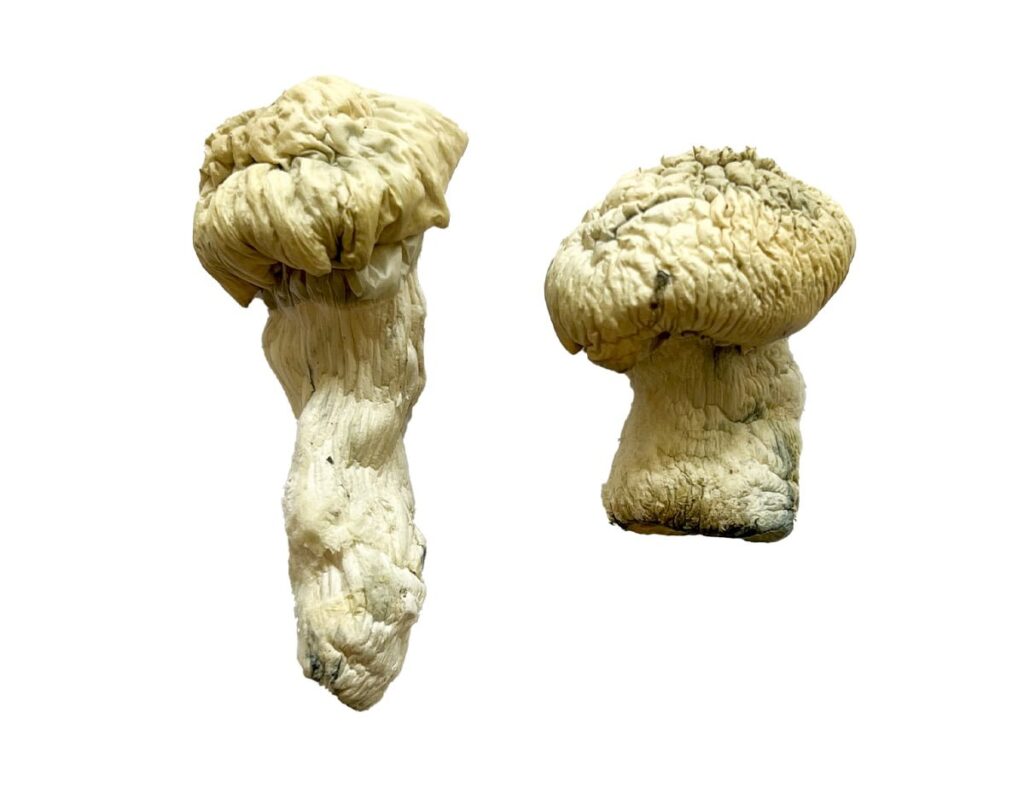 shakti (Albino Malabar) Magic Mushrooms